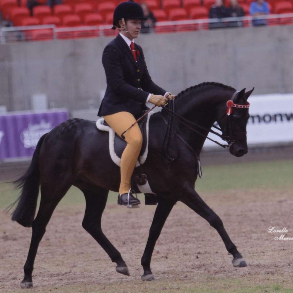 Getting his trot on at Sydney Royal