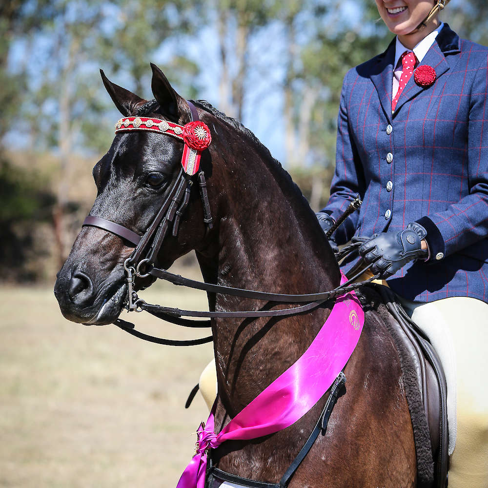 Once gelded he was successful as an open pony