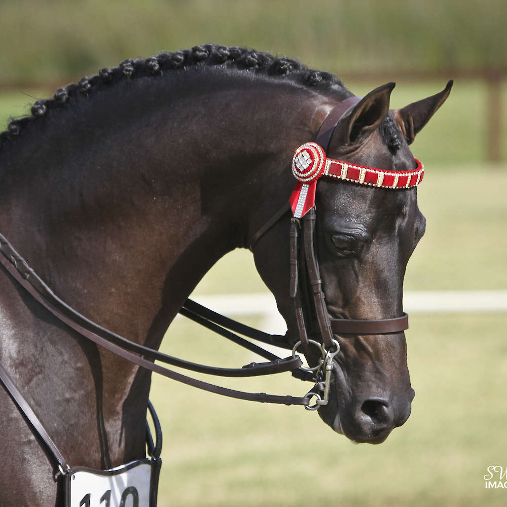 Neon's had the most beautiful head.