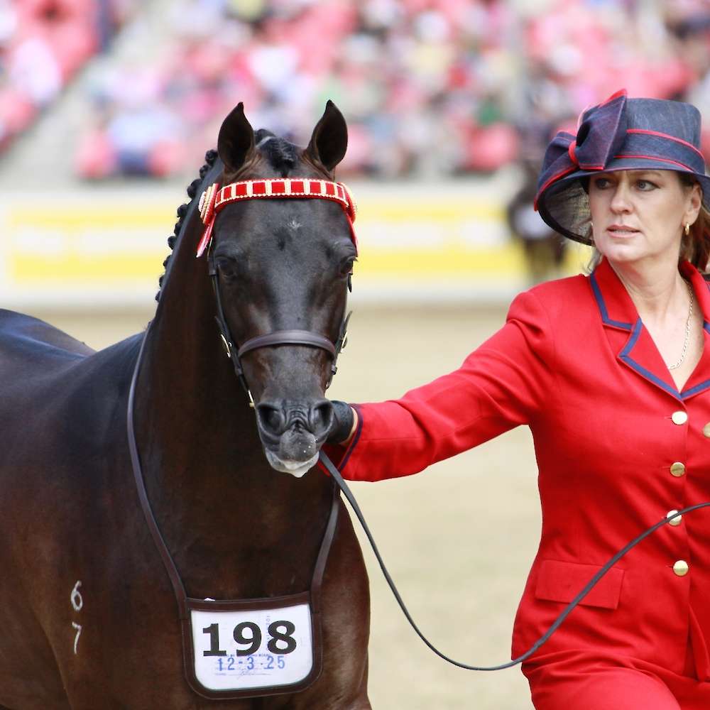 Neon was the most beautiful pony to show in hand.
