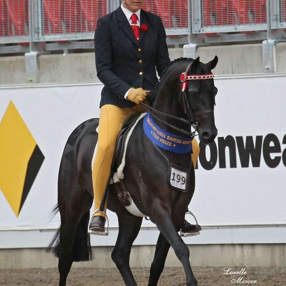 Sydney Royal winner