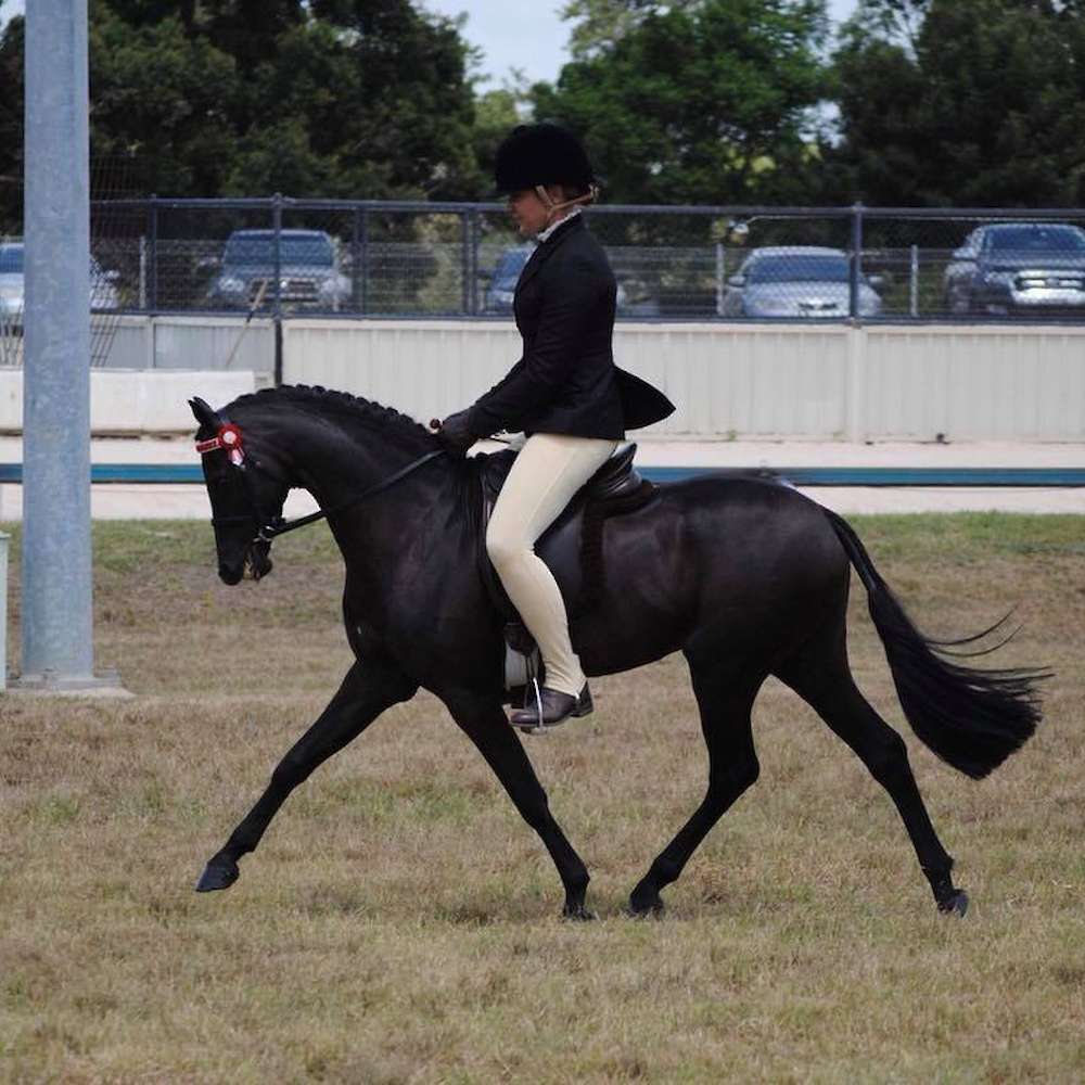 Royalwood Rossini, ridden as always by Kristy Glover