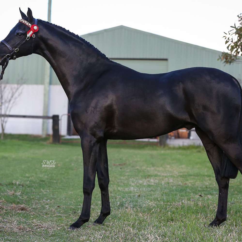 Royalwood Rossini - as a yearling
