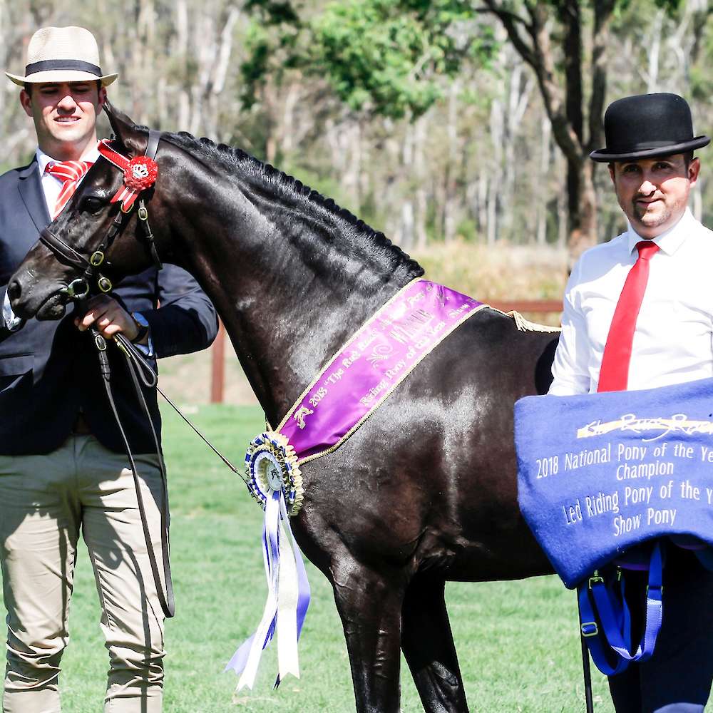 Royawood Rossini - Awarded Grand Champion Led Show Pony of the Year at NPOTY Show by UK Judge.