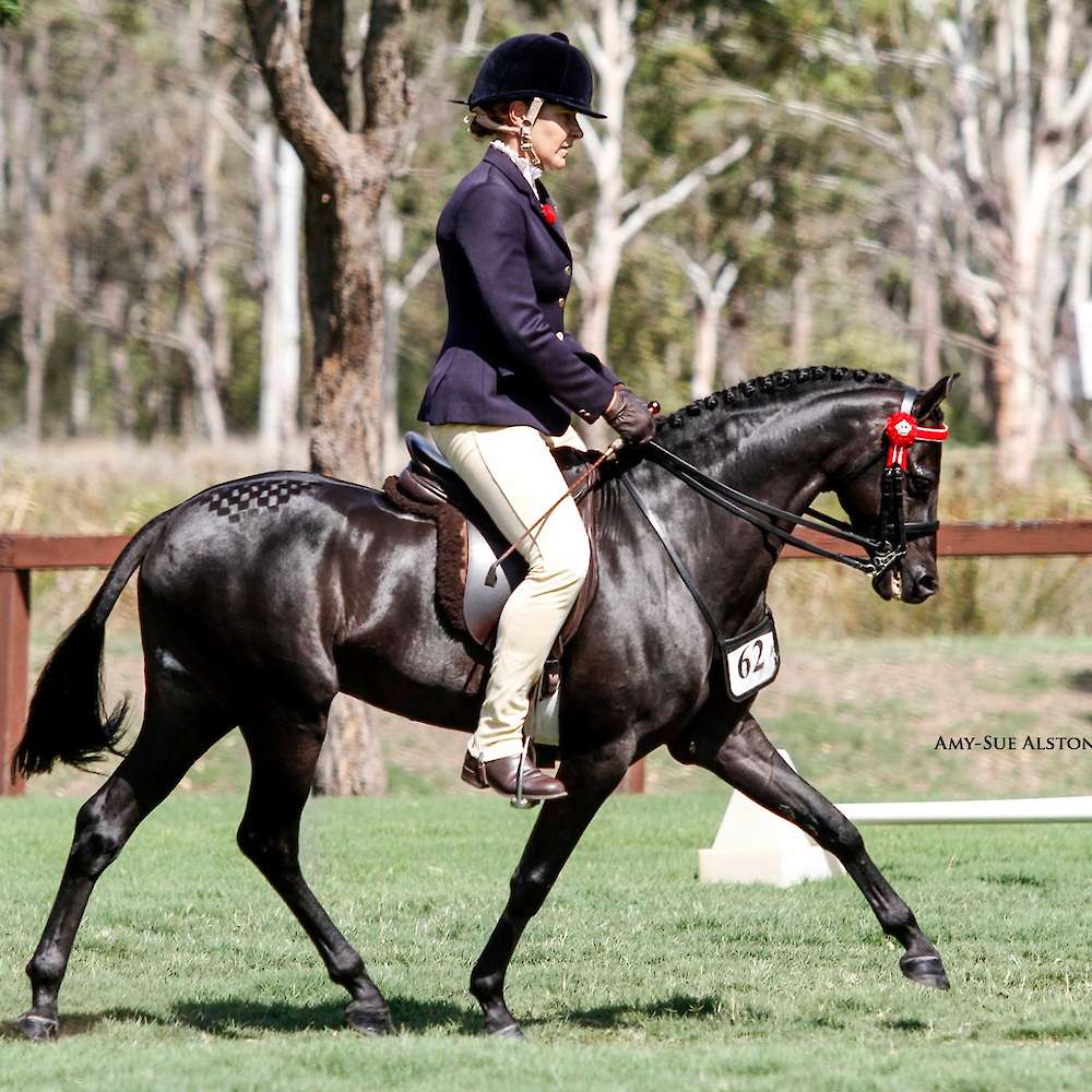 Royalwood Rossini- National Pony of the Year Show - Supreme Ridden Show Pony