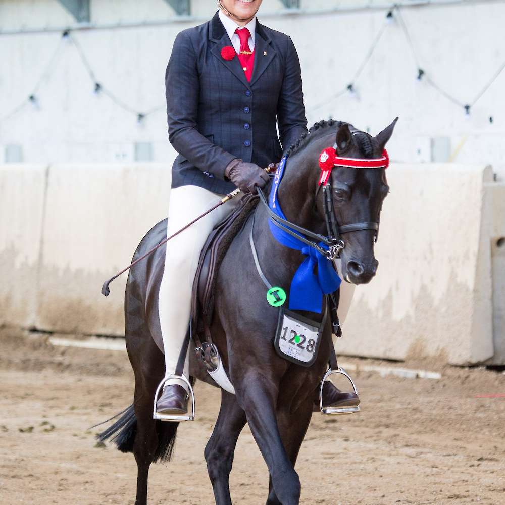 Winner Ridden Riding Pony Stallion Sydney Royal Easter Show