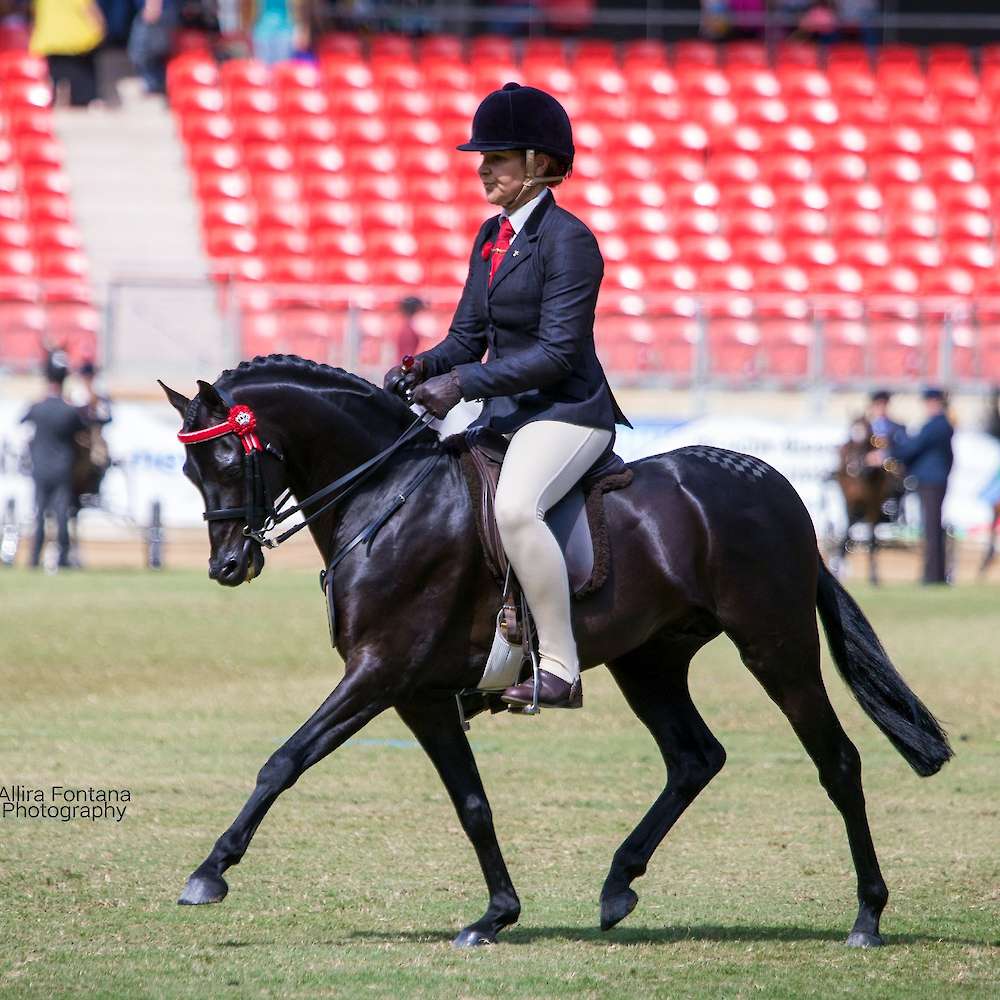 Royalwood Rossini at Sydney Royal