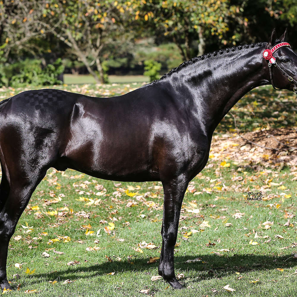 Royalwood Rossini
