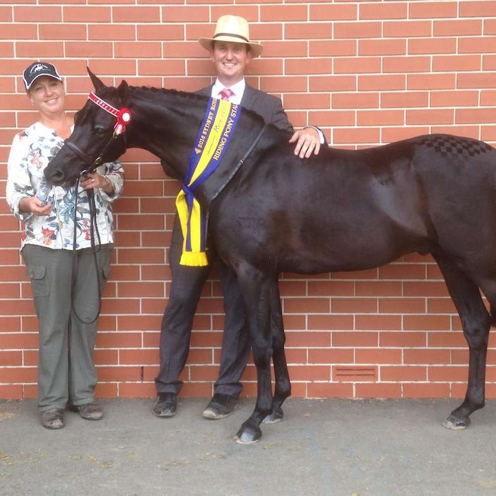Royalwood Rossini with Elizabeth & handler Mark Lilley - Reserve Champion Led Stallion or Colt, Sydney Royal.