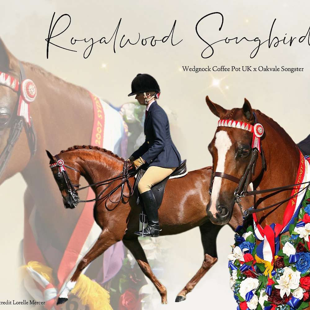 Royalwood Songbird