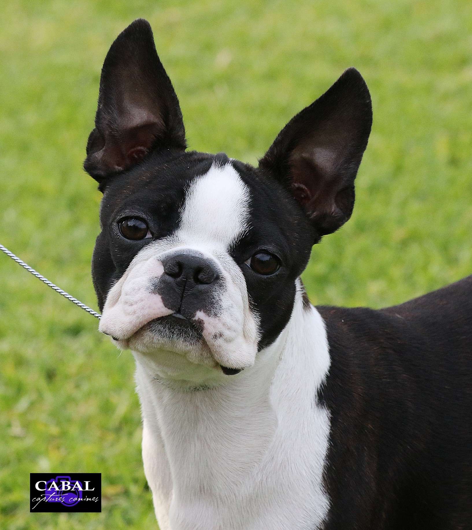 Boston Terrier Breed Standard