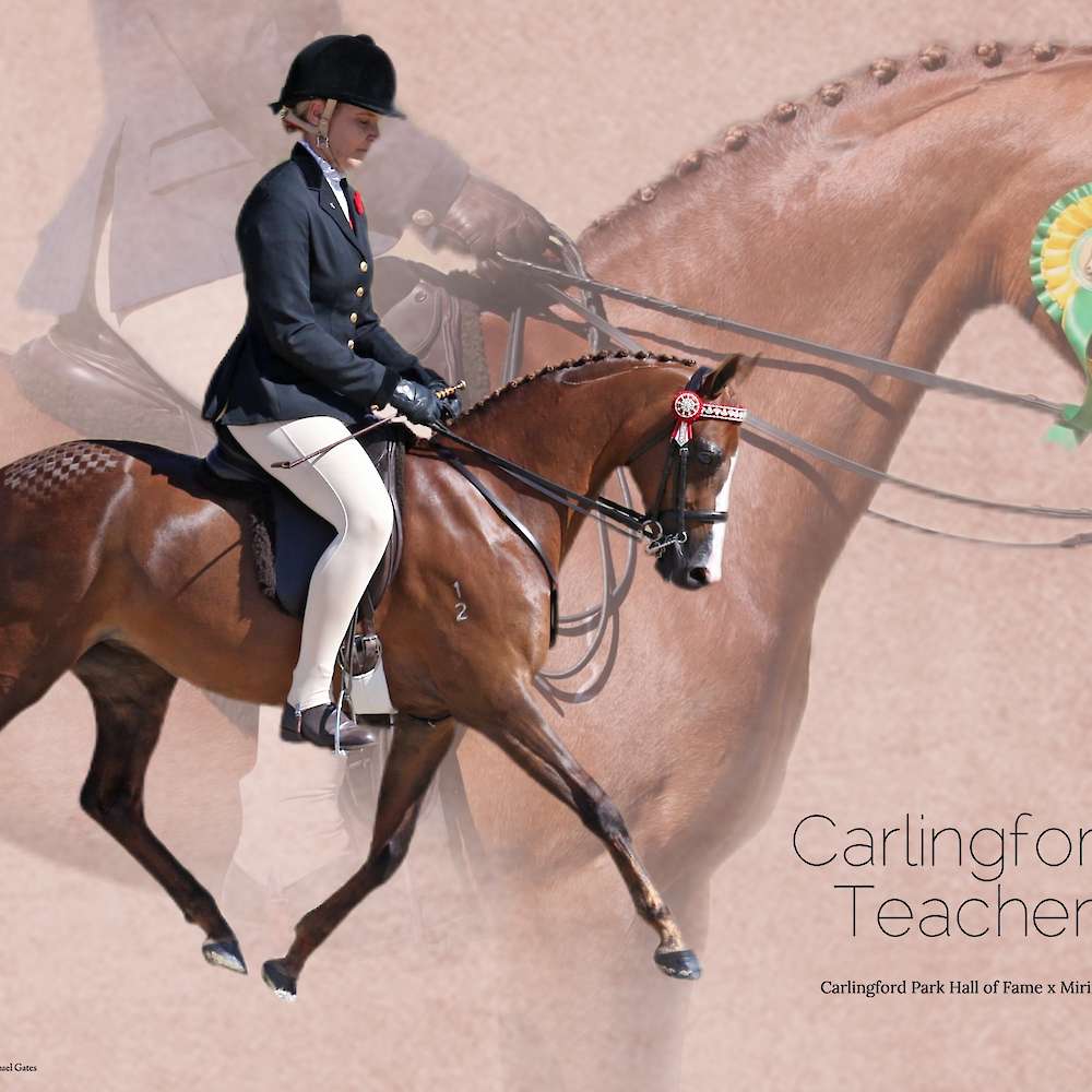 Carlingford Park Teachers Pet (exp NZ)