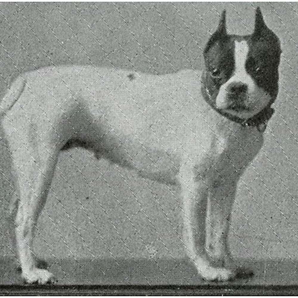 Turn of the century champion “Lady Dainty.” She made her debut as a puppy in 1903, developing such a splendid record in such a short time she was deemed “eligible for a seat among the elect at the top of the heap.”