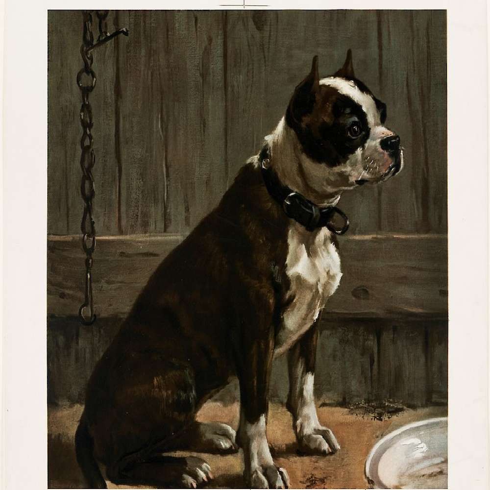 Terrier Seated (Old Boston Bulldog) by Frances B. Townsend, Boston Public Library, 19th century