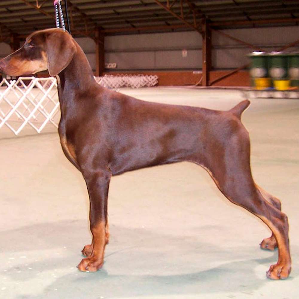 Ch. ImXquisite Twice As Fancy as a baby