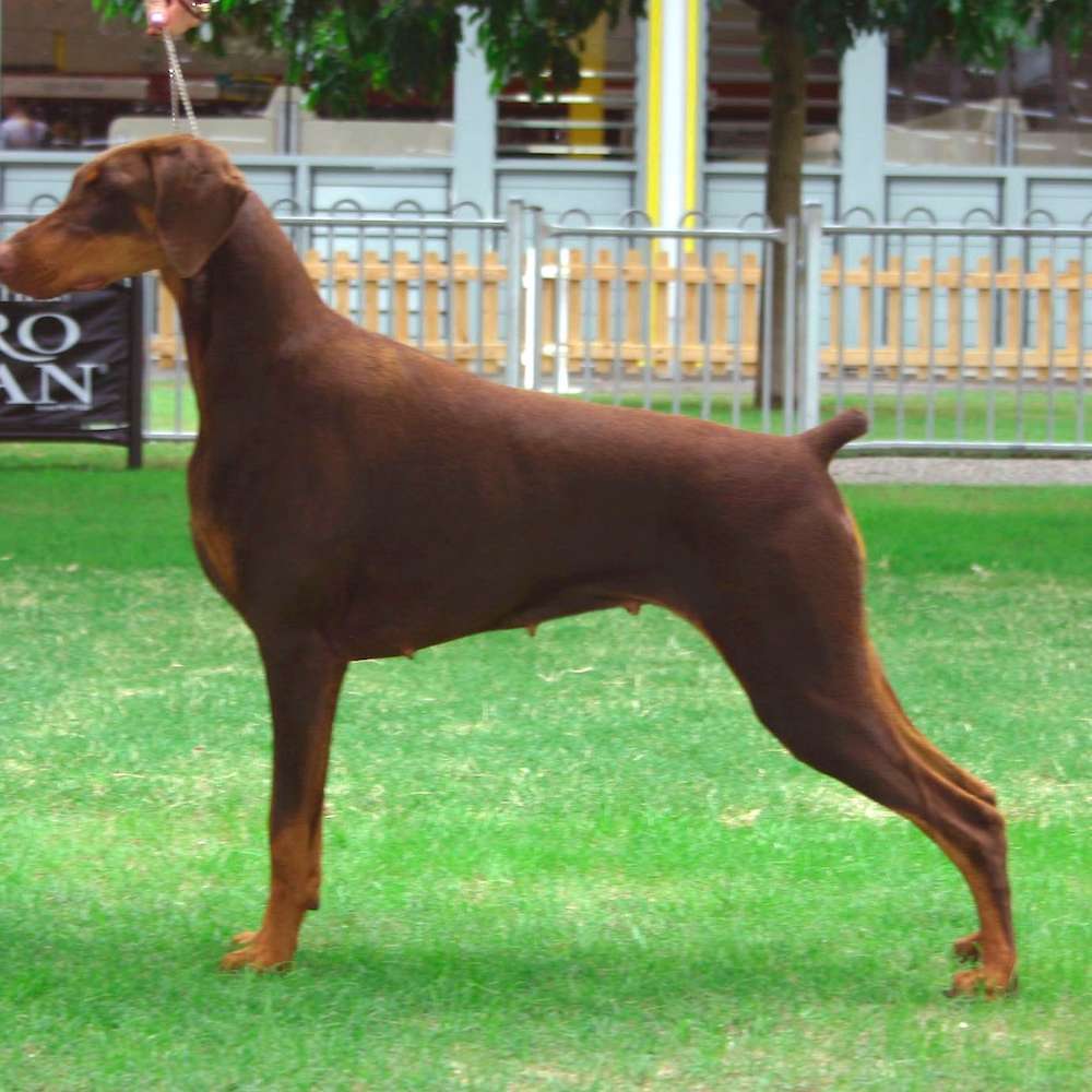 The first ImXquisit Champion - Ch. Imxquisit Twice As Fancy (Fancy) winning Best of Breed at Sydney Royal