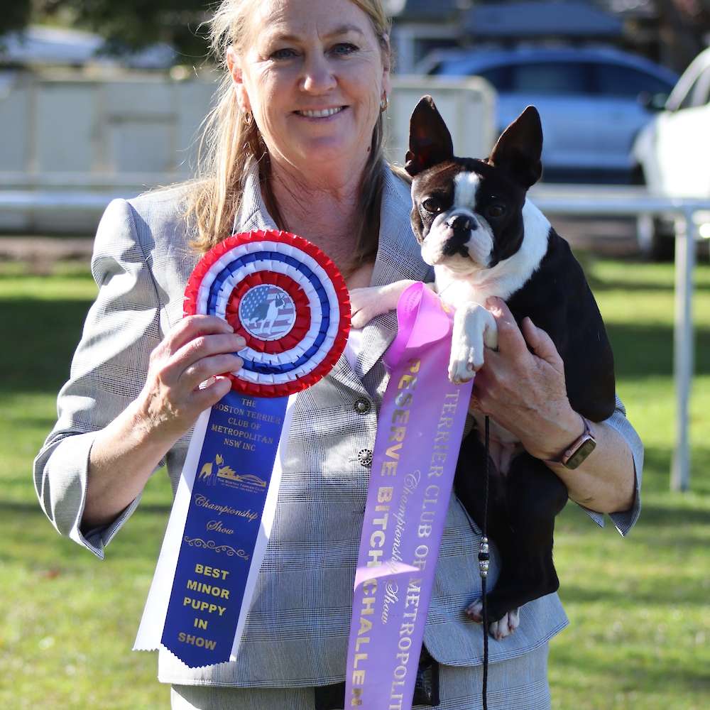 Zareba Cover Girl - Boston Terrier Specialty Reserve Challenge Bitch & Minor In Show