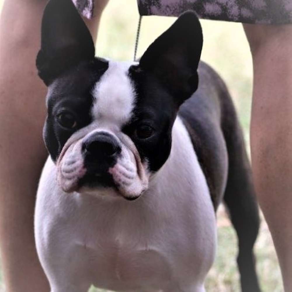 Zareba On Broadway (sire: Gr Champ Zelos Boston Legal x dam: Ch. Zareba Floats Like a Butterfly)