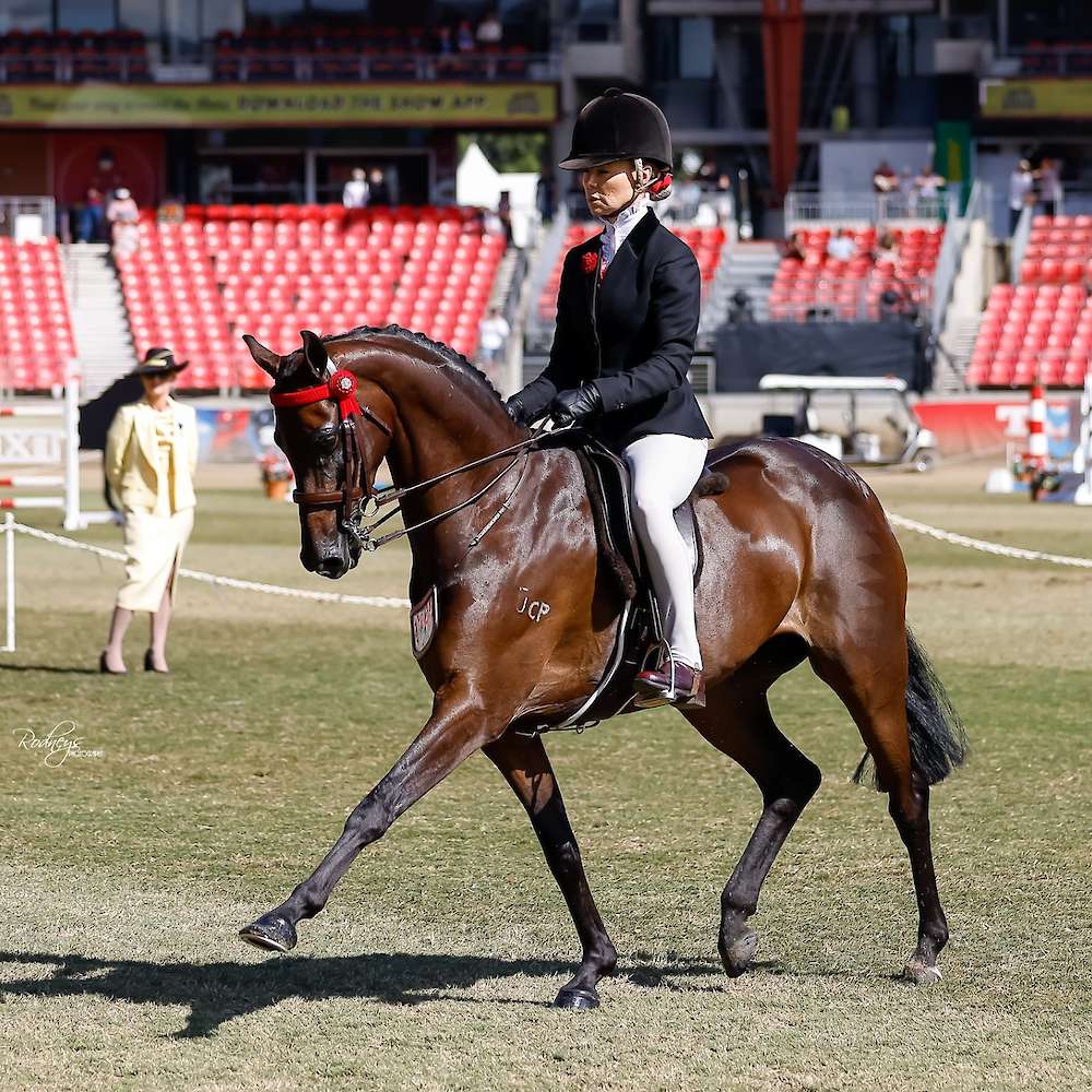 Getting her trot on in her Open Pony class