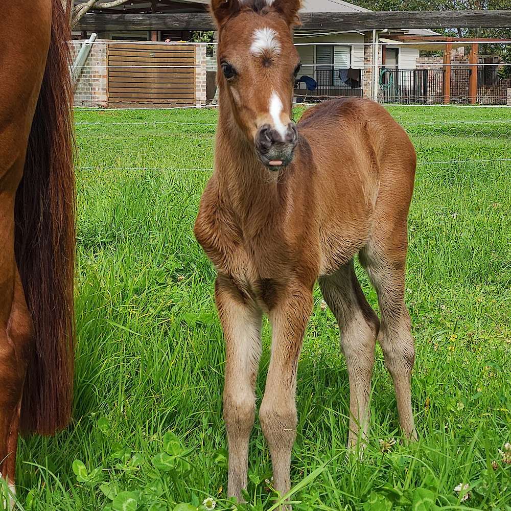 First Foal for 2022