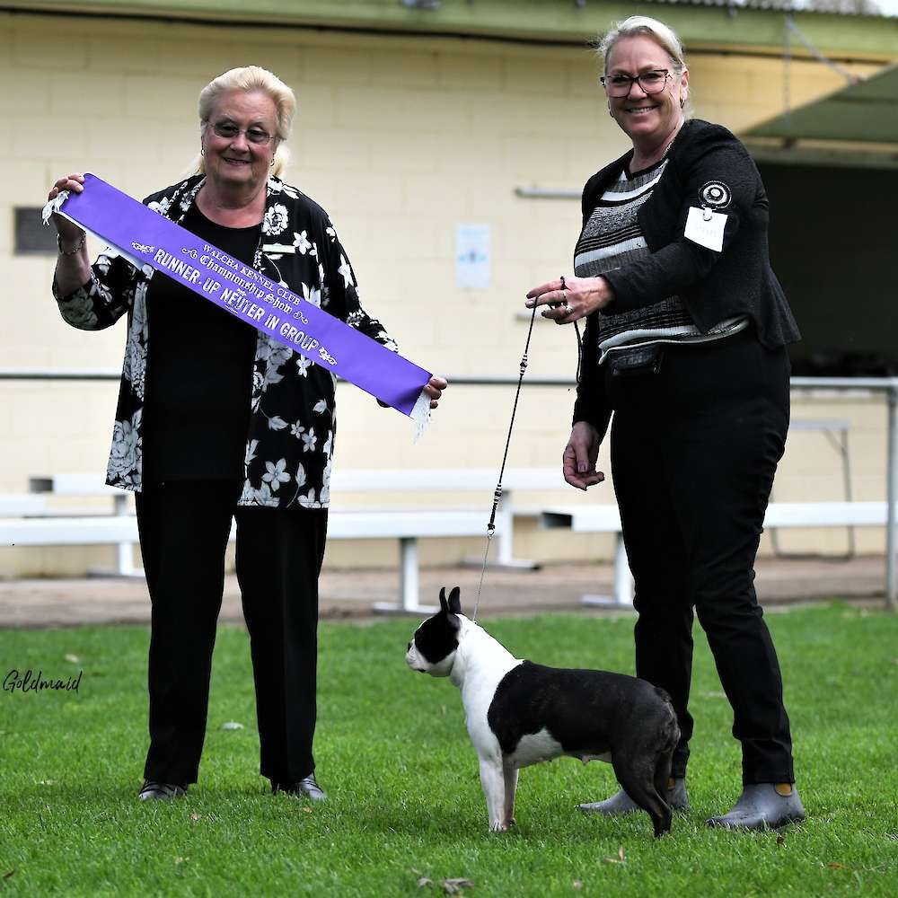 Gretel's first Neuter In Show win under Mrs Lynette Niemann (SA) who the following day put her through to her next Neuter in show lineup.
(oops, wrong ribbon)