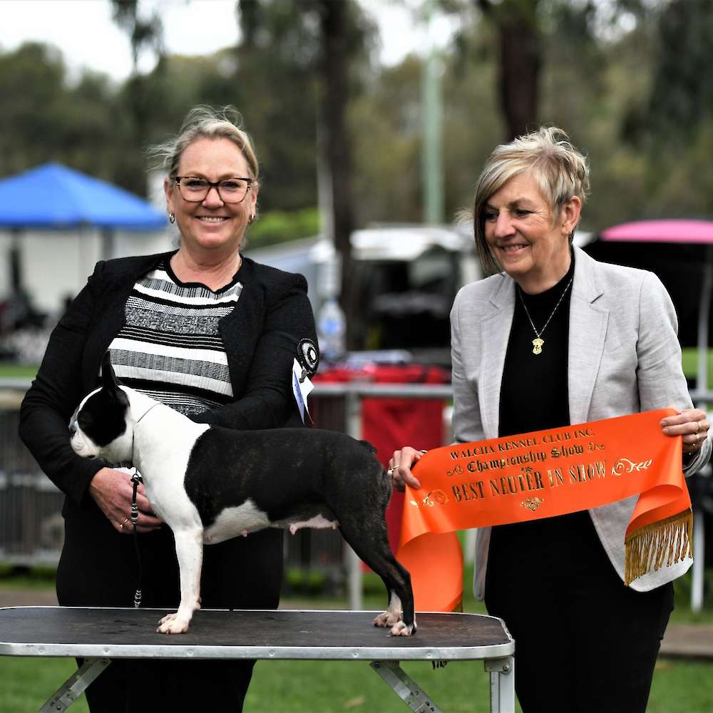 Ms Kerryn Harvey, of South Australia, awards Gretel her second Neuter In Show for the weekend.