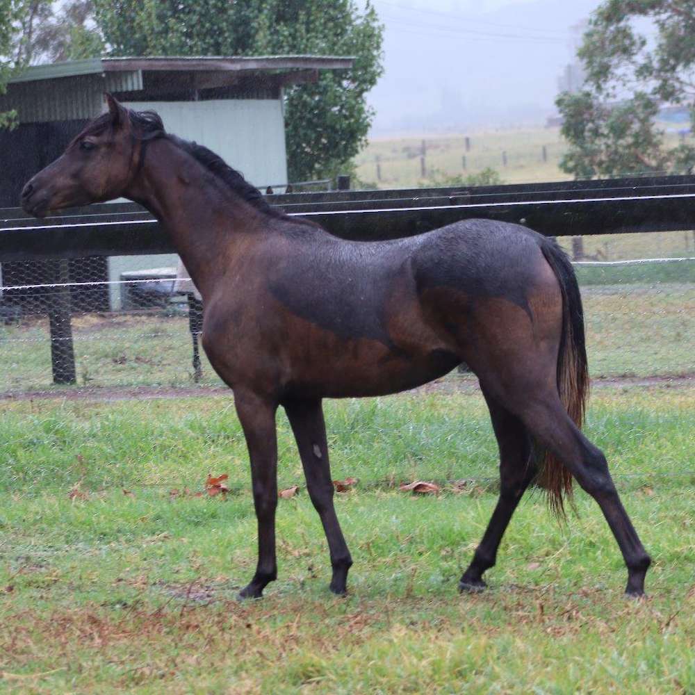 Carlingford Park Celestial (sold)