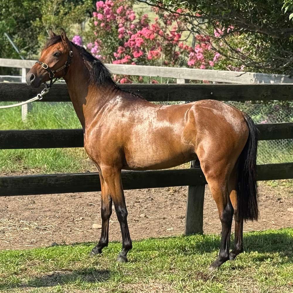 Carlingford Park Titanium (for sale)