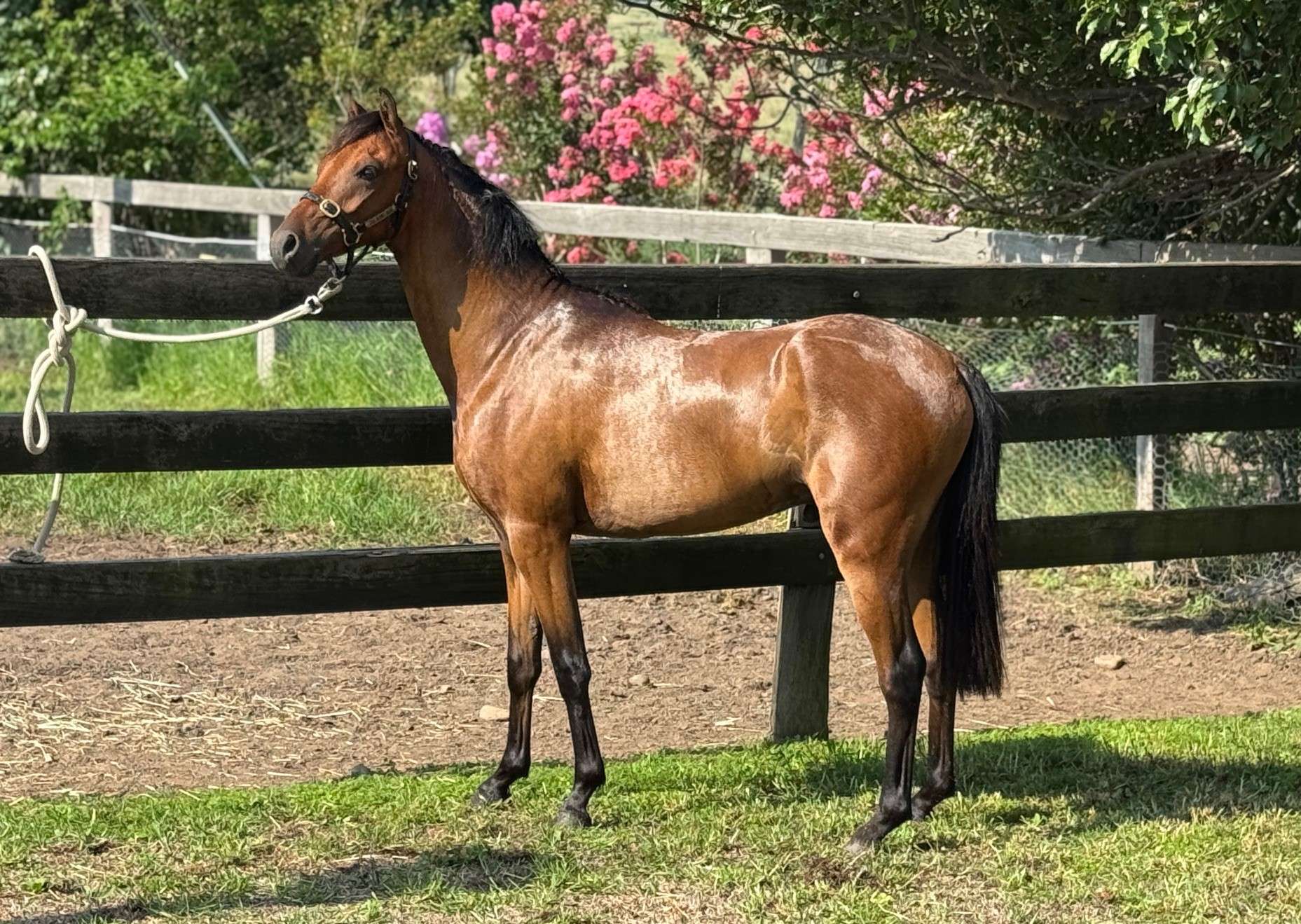 Tinsel - 2 yr old, Jan 2025