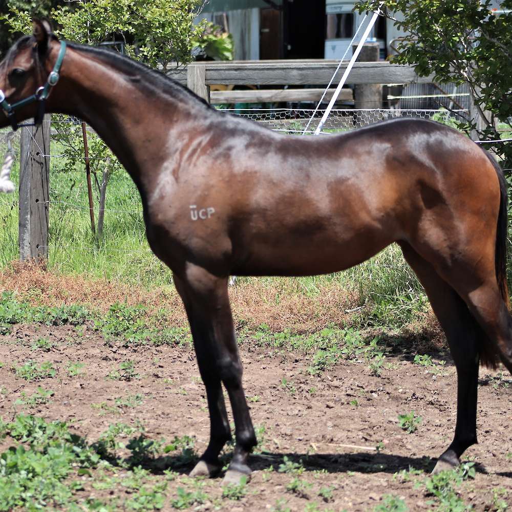 Carlingford Park Inessance