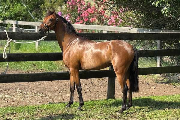 Carlingford Park Titanium (Tinsel)