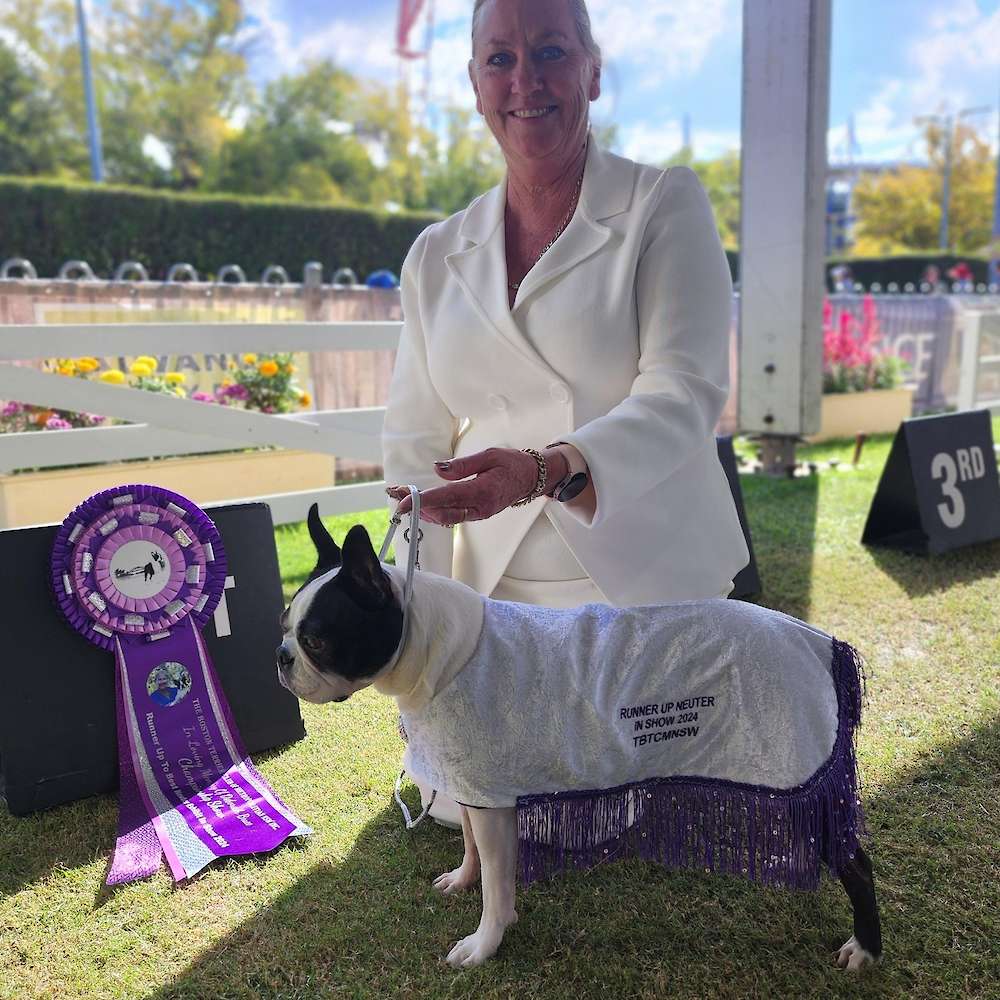 Gretel
2024 Boston Terrier Club of Metropolitan Sydney Inc - Runner Up Neuter in Show