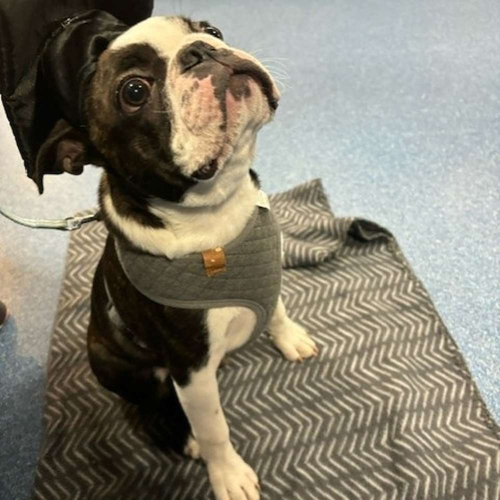 Puppy Preschool Graduation