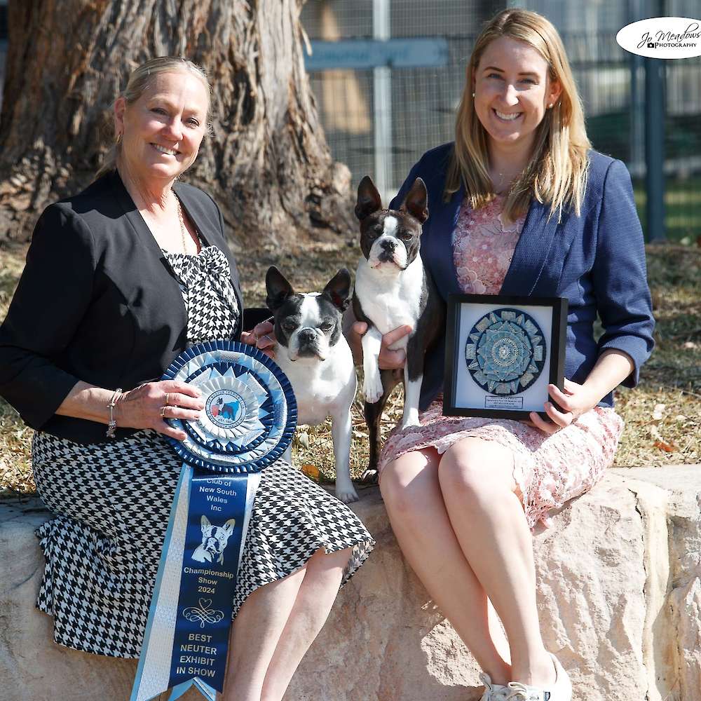 2024 Boston Terrier Club of NSW Inc Championship Show