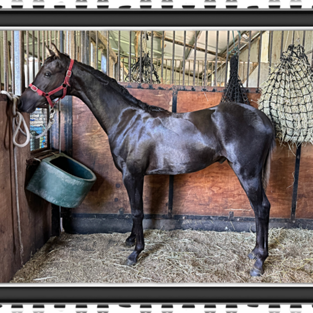 Carlingford Park Deauville (Diesel)