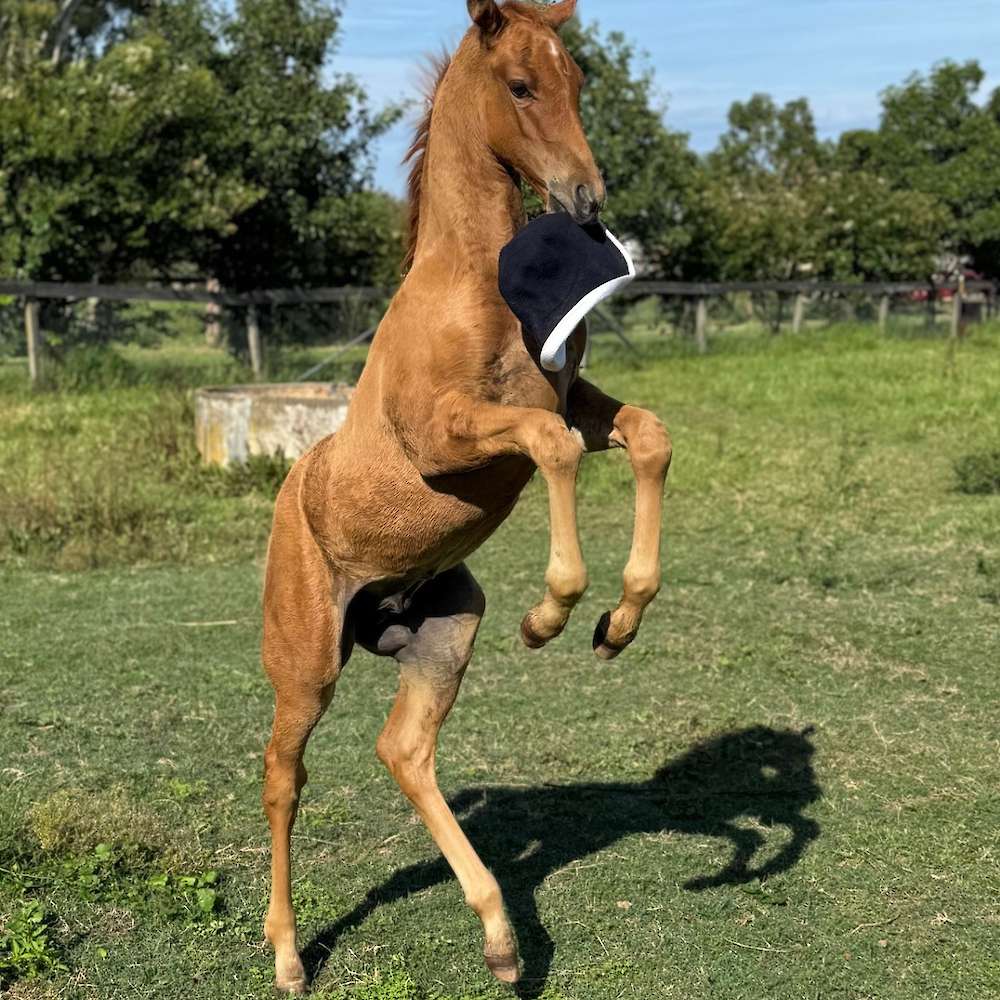 Carlingford Park Double O Seven (for sale)
