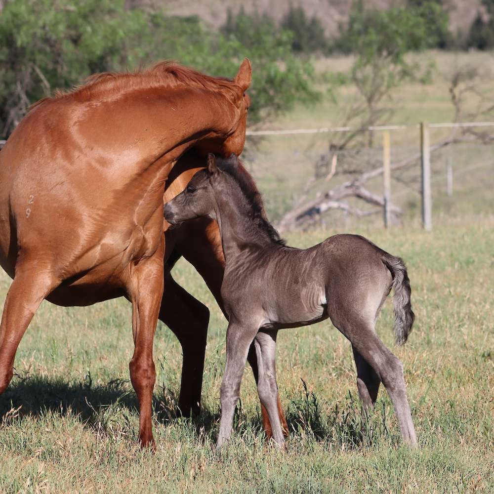 Diesel at 4 days old