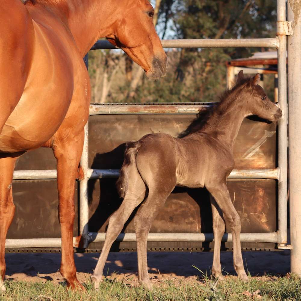 Diesel at 4 days old