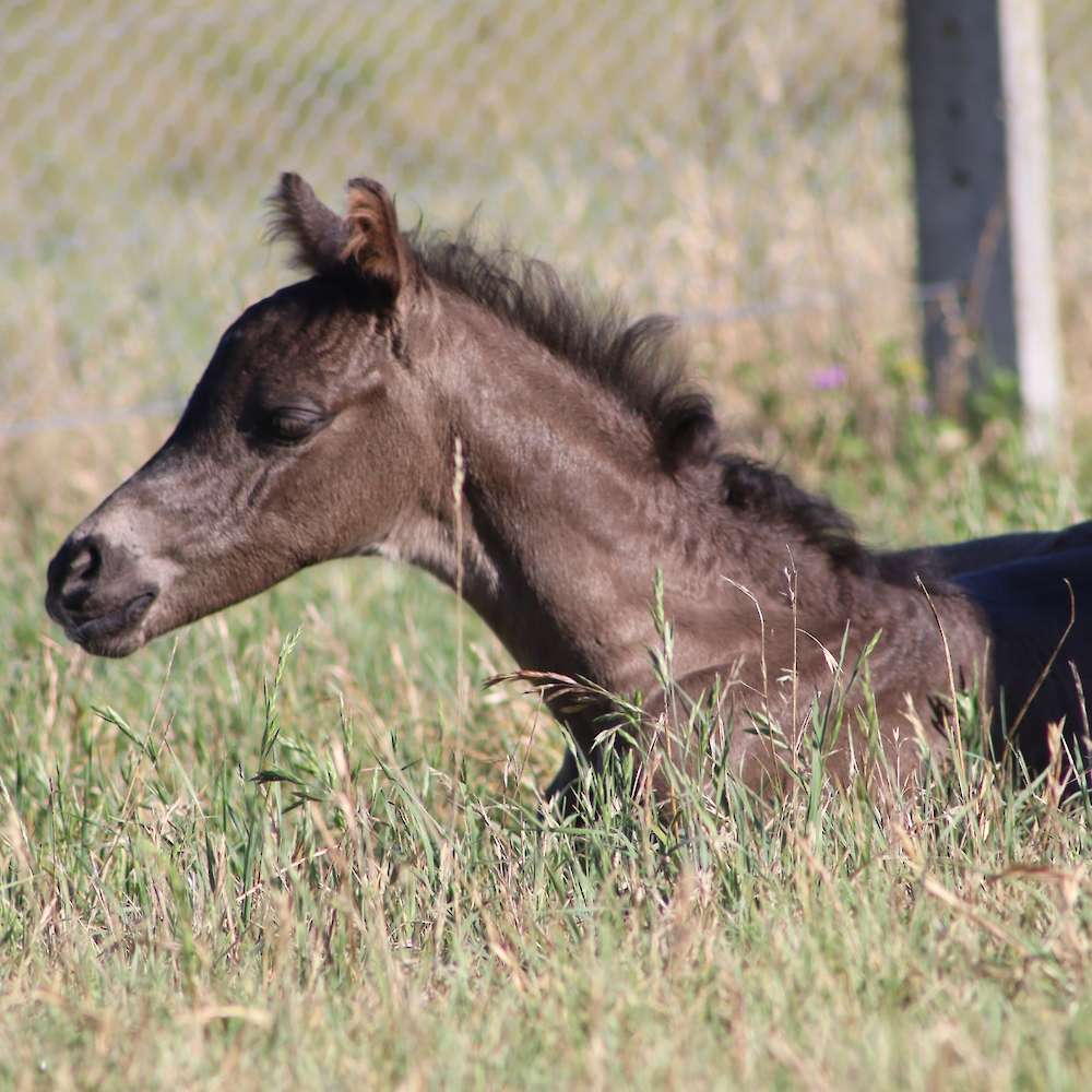 Diesel at 4 days old