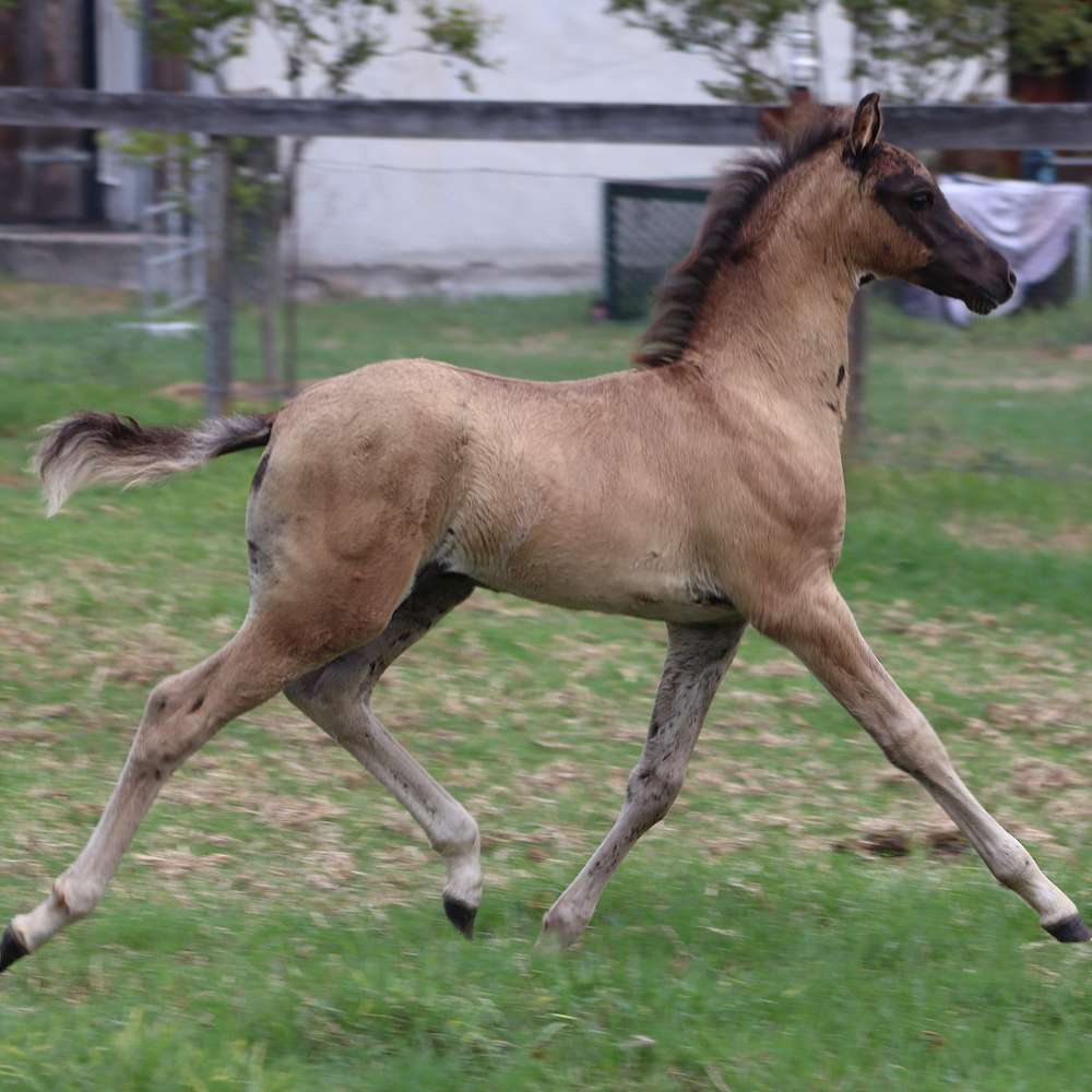 Diesel at 3 months old