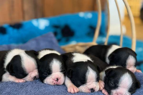 Boston Terrier Male Puppy