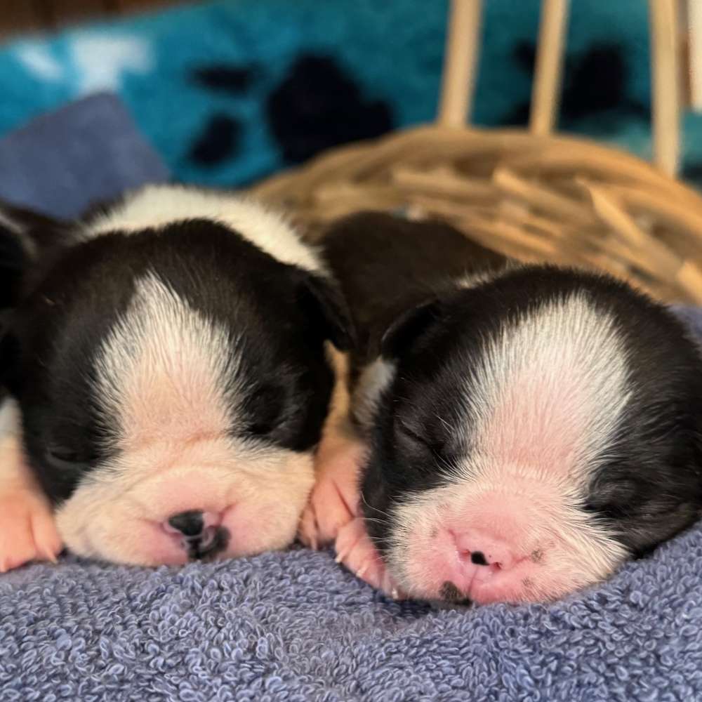 Our babies are 3 weeks old