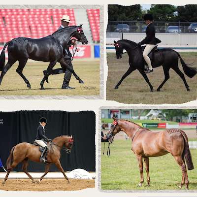 Stallions available in 2026/2027